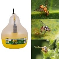 10 pcs Chipku Max Plus Trap for Fruit Fly Lure